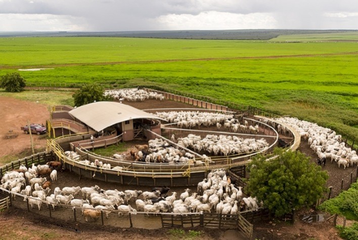 Cadeia de fornecimento de gado da Bom Futuro é rastreada