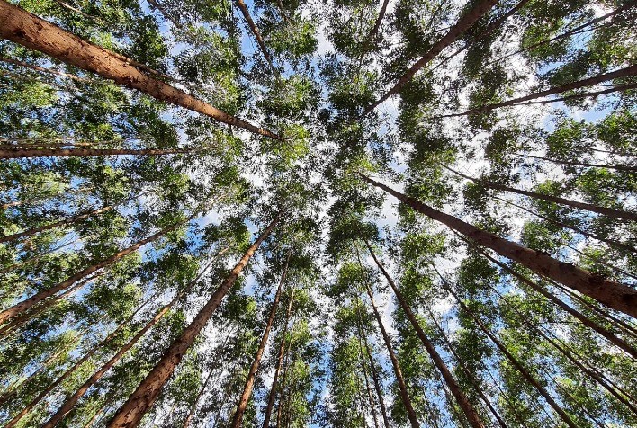 Campo Futuro levanta custos de produção de seis culturas
