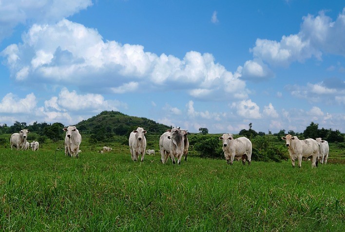 A preservação dos recursos naturais é fundamental para o futuro da pecuária (e do planeta)