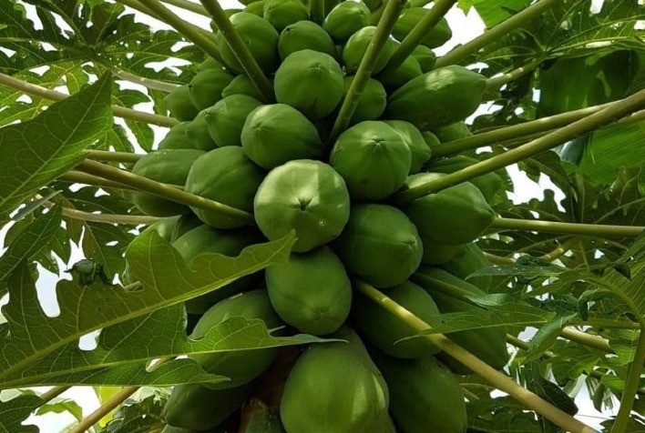Ataque de ácaro afeta produção de mamão no Norte do ES e no Oeste da BA