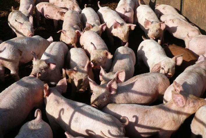 Mercado de suínos segue com altas nas cotações