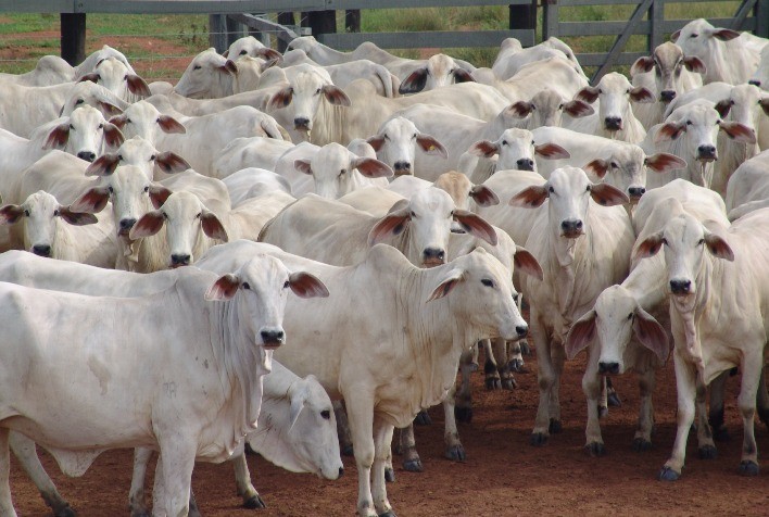 Importância de Norte e Nordeste cresce na pecuária e Assocon se destaca na luta pelos interesses do setor