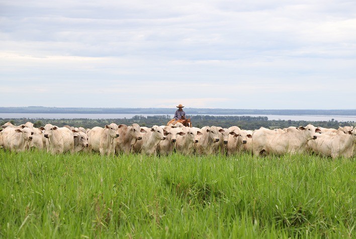 Leilão da grife CV Nelore Mocho oferta 600 animais a preços fixos