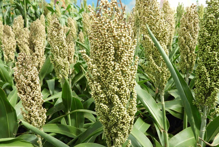 Estudos avaliam papel do sorgo para a pecuária paranaense