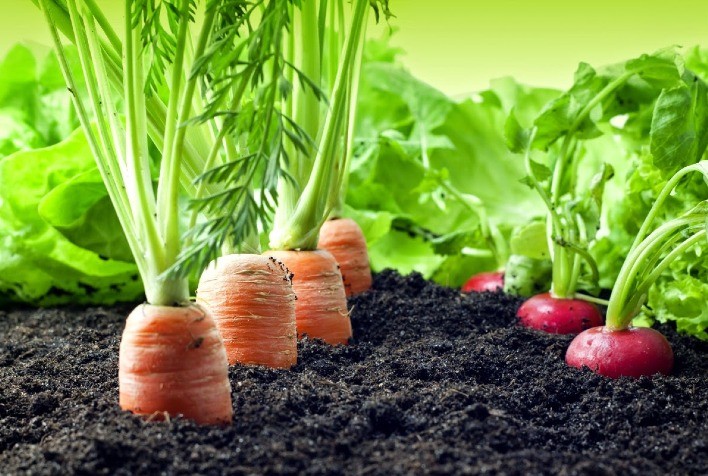 De cenouras a repolhos: saiba o que plantar em julho