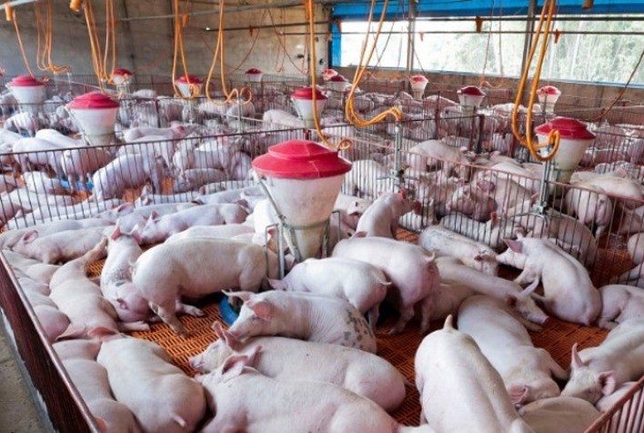 Topigs Norsvin realiza maior importação de matrizes suínas para uma granja comercial no Brasil