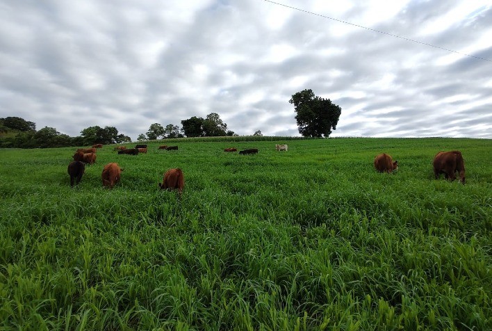 Híbrido de Milheto ADRF 6010 Valente atende com alto nível três tipos de uso para a pecuária