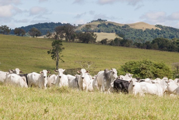 5ª Edição do Programa de Eficiência de Carcaça já conta com mais de 1.100 inscrições