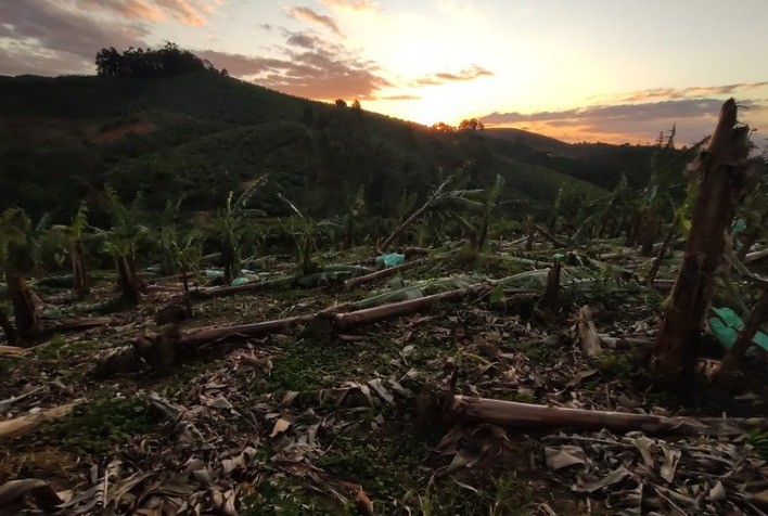 Estragos de ciclone deverão reduzir ainda mais oferta de banana nanica