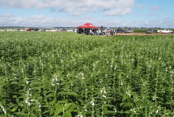 COOPERNORTE projeta 80 a 100 sacas por hectare na média de produtividade da safrinha de milho deste ano