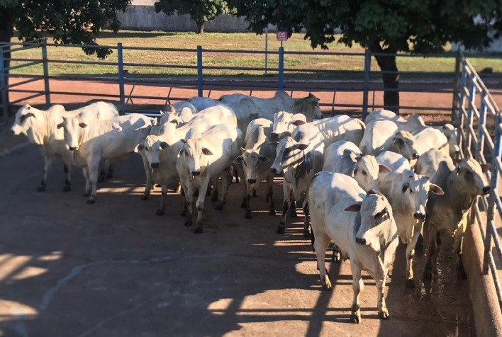 Circuito Nelore de Qualidade avalia 450 animais em Araguaína (TO)