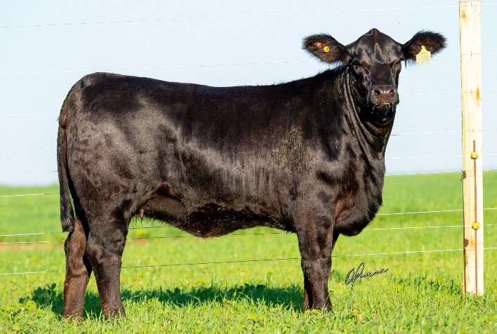 Soldera ofertará animais da raça Brangus em leilão da Estância do Espinilho