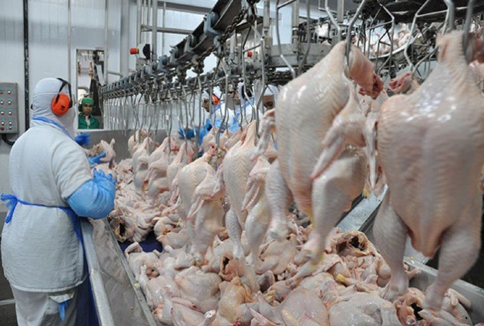 Desempenho do frango abatido na 28ª semanas de 2023, segunda do mês de julho