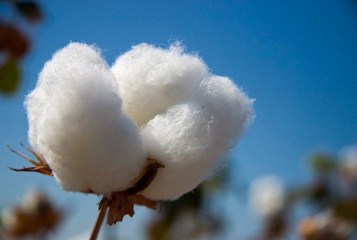 TMG lança cultivares de algodão para atender demandas de cotonicultores da região Centro-Oeste e na Bahia