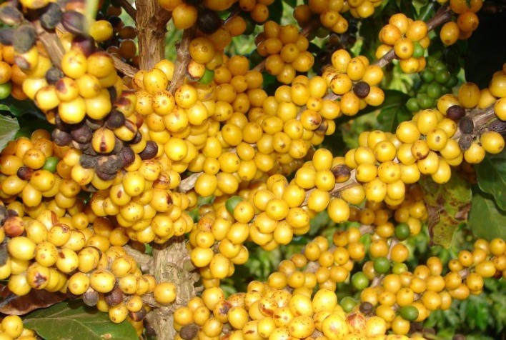 Cultivar MGS Paraíso 2 é destaque em diferentes sistemas de produção
