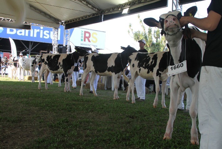 Raça Holandesa abre inscrições para participação na 46ª Expointer