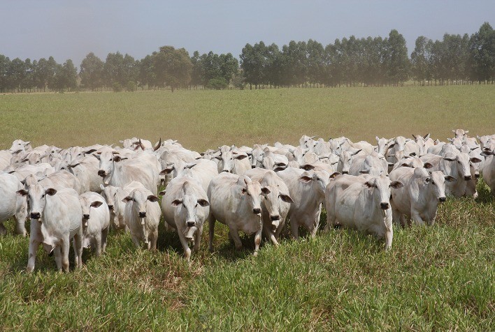 Valor Bruto da Produção bovina sinaliza queda de 8,6% em 2023