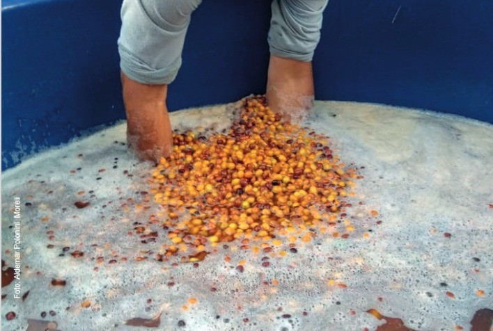 Estocagem de frutos maduros em água é recomendada para produtores de cafés especiais