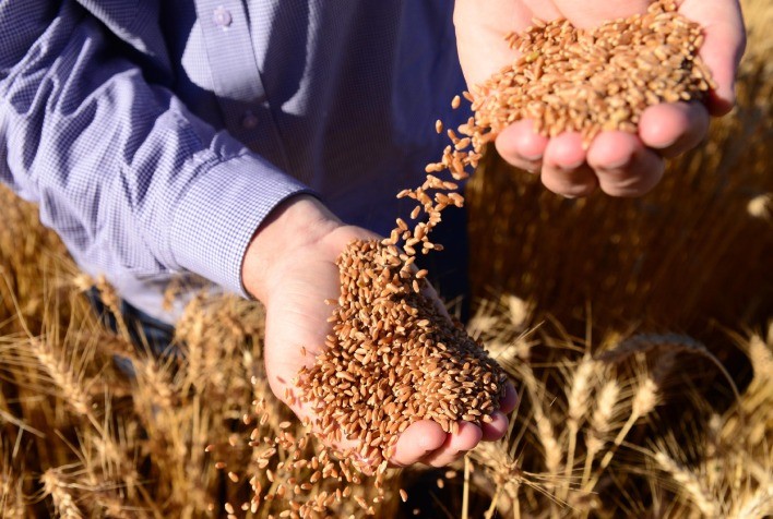 Trigo: Preços têm comportamentos distintos; negócios são pontuais