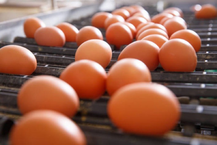 Brasileiros enfrentarão preços elevados nos ovos de galinha