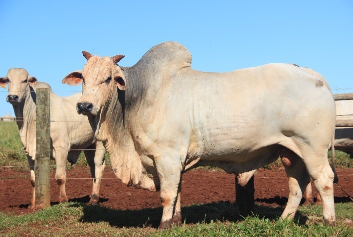 Touros de Corte Semex são destaque na PAD Nelore 2023 do Programa Embrapa Geneplus