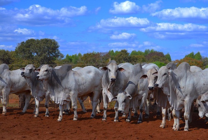 PMGZ Corte: confira o novo calendário de avaliações