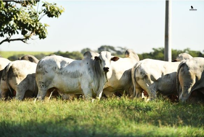 Beabisa alcança 100% de liquidez com a oferta de 54 reprodutores PO Nelore e Sindi com DEPs equilibradas