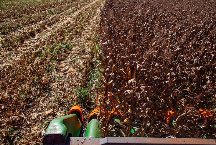 Restando menos de 3% para finalizar colheita da safra de verão de milho, safrinha vai à 39% colhida, diz Conab