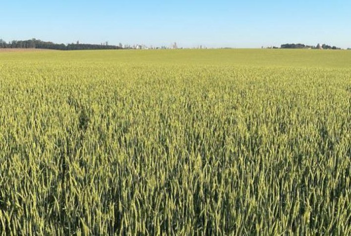 AGRO: Fapa e Biotrigo criam primeiro trigo brasileiro para fabricação de Malte