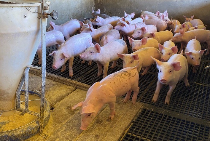 No dia do suinocultor, desafios internacionais podem afetar a produção