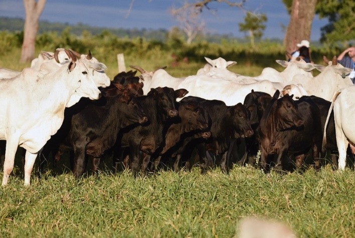 Fertilidade a campo: Programa Concept Plus proporciona mais lucro a pecuaristas