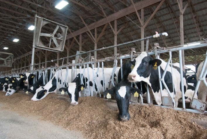 Pneumonia bovina afeta a saúde do rebanho nos meses mais frios e requer atenção dos criadores