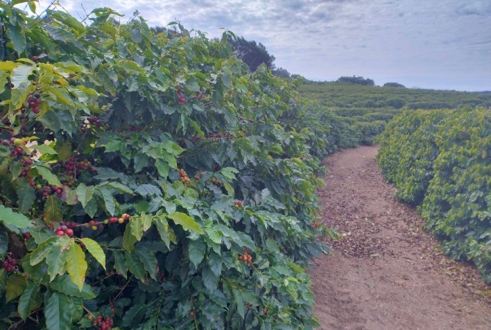 Avança processo para reconhecer indicação geográfica do café de Torrinha