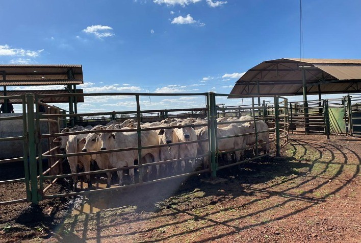 ANCP participa de projeto que avalia qualidade de carne de animais F1 Nelore Angus