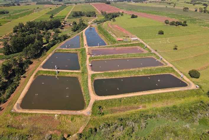 Criação de camarões e peixes tem ganhos produtivos com a biotecnologia