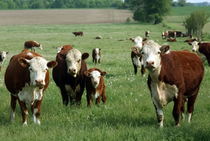 Pecuaristas gaúchos têm nova solução para combater os carrapatos