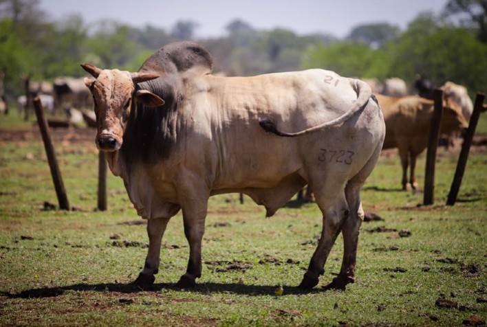 Com a estiagem em MT, Acrimat alerta pecuaristas sobre cuidados com a pastagem