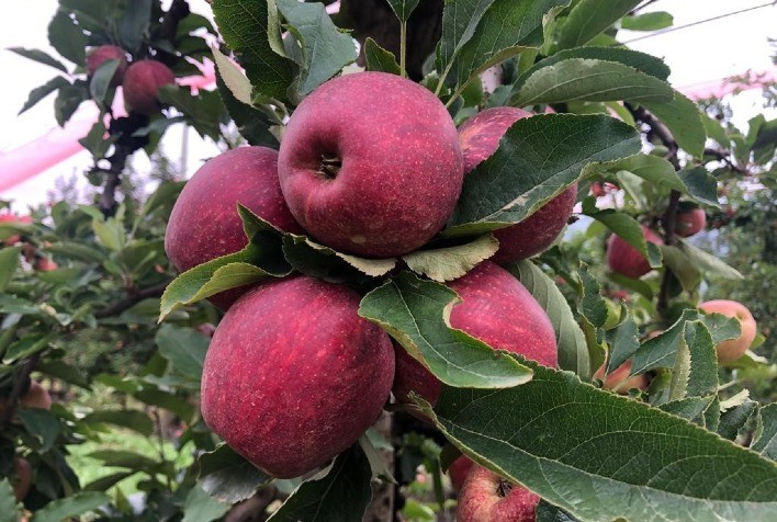 Maçã: Valores da maçã nacional aumentam no primeiro semestre