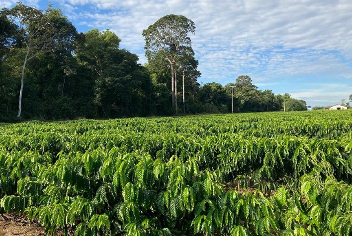 Estudo mapeia e estima estoque de carbono da cafeicultura de Rondônia