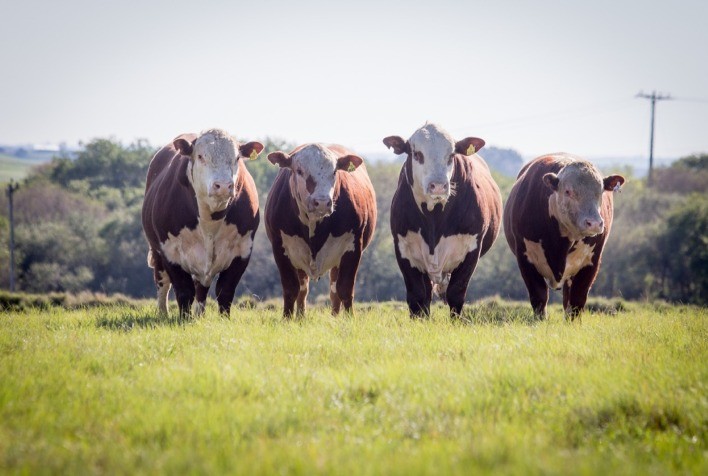 Associados da Conexão Delta G figuram entre os maiores vendedores de touros