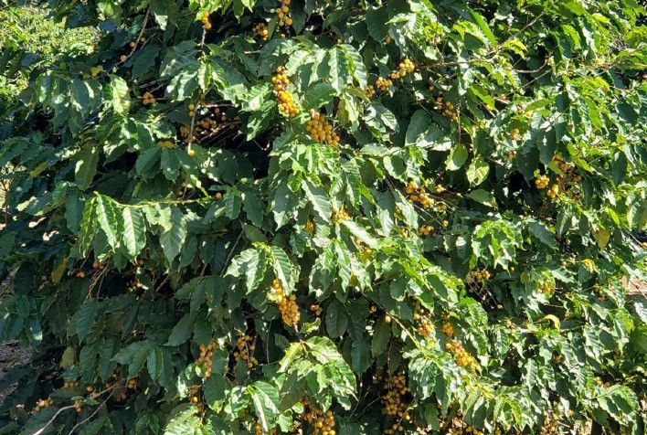 Metodologia simples identifica a pureza genética de café Bourbon