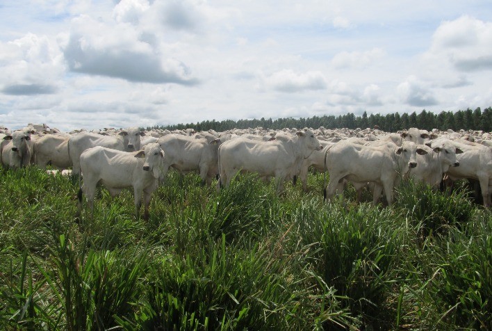Controle de parasitas internos no período de seca é essencial para sucesso dos rebanhos bovinos