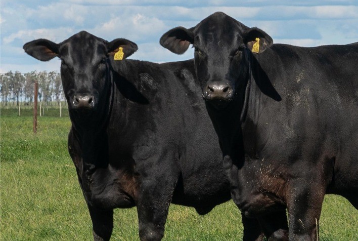 Comercialização de touros acontece cada vez mais cedo no Rio Grande do Sul