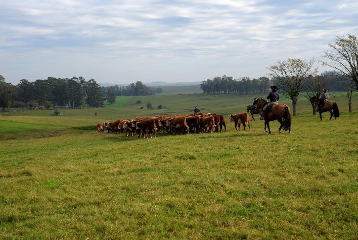 Preço e segurança jurídica atraem brasileiros em busca de terras no Uruguai