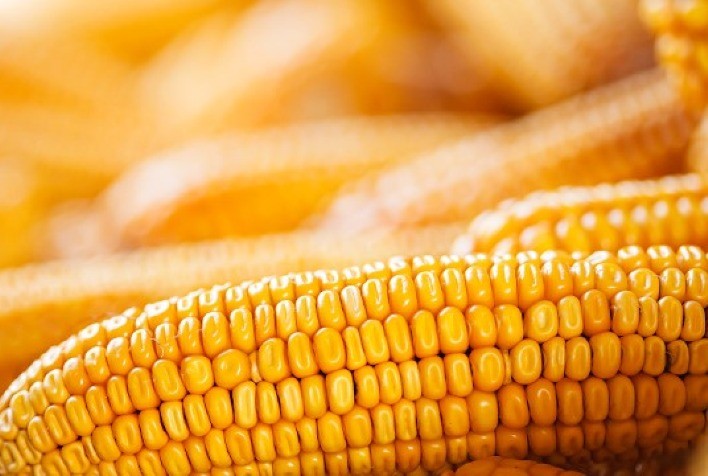 Milho abre a quinta-feira com movimentações curtas nas bolsas