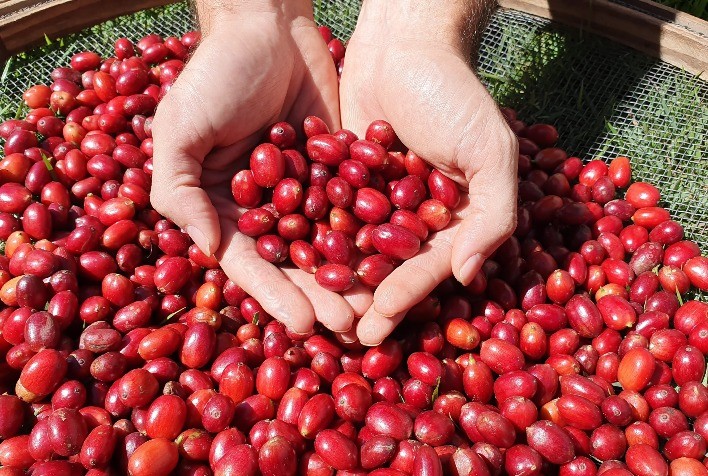 Arábica e conilon estendem ganhos nesta 5ªfeira, mas mantém foco na safra brasileira