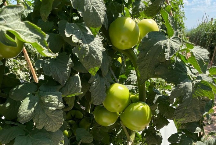 Brocas pequena e grande danificam produção em até 50%