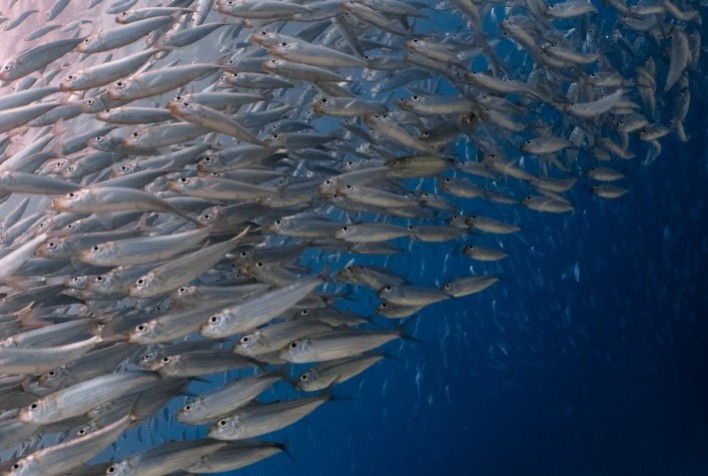 Auditoria da Pesca revela quadro de sobrepesca e falta de informações sobre os estoques pesqueiros do país