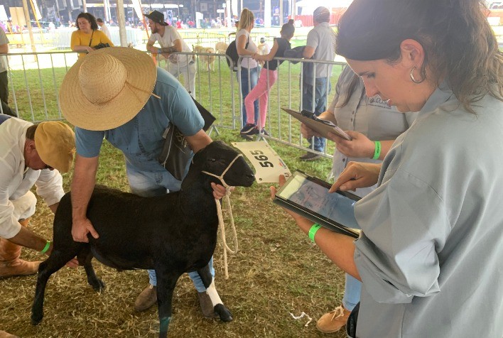 Expointer terá 980 ovinos de 15 diferentes raças e produtores de quatro Estados