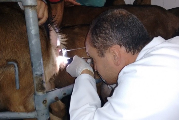Técnica de inseminação artificial em tempo flexível para caprinos será lançada no Semiárido Show